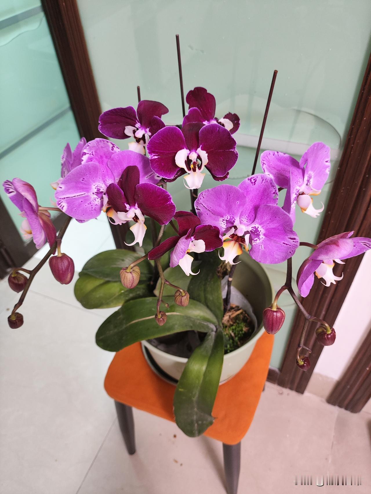 广州今天花市最后一天，下午5点，去大江苑花市捡便宜货，兰花便宜到笑，10块一支，