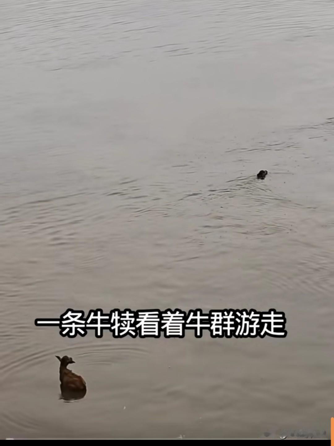 水牛群渡河吃草，上演暖心一幕！
       一群水牛在渡河的过程中，一只小牛犊