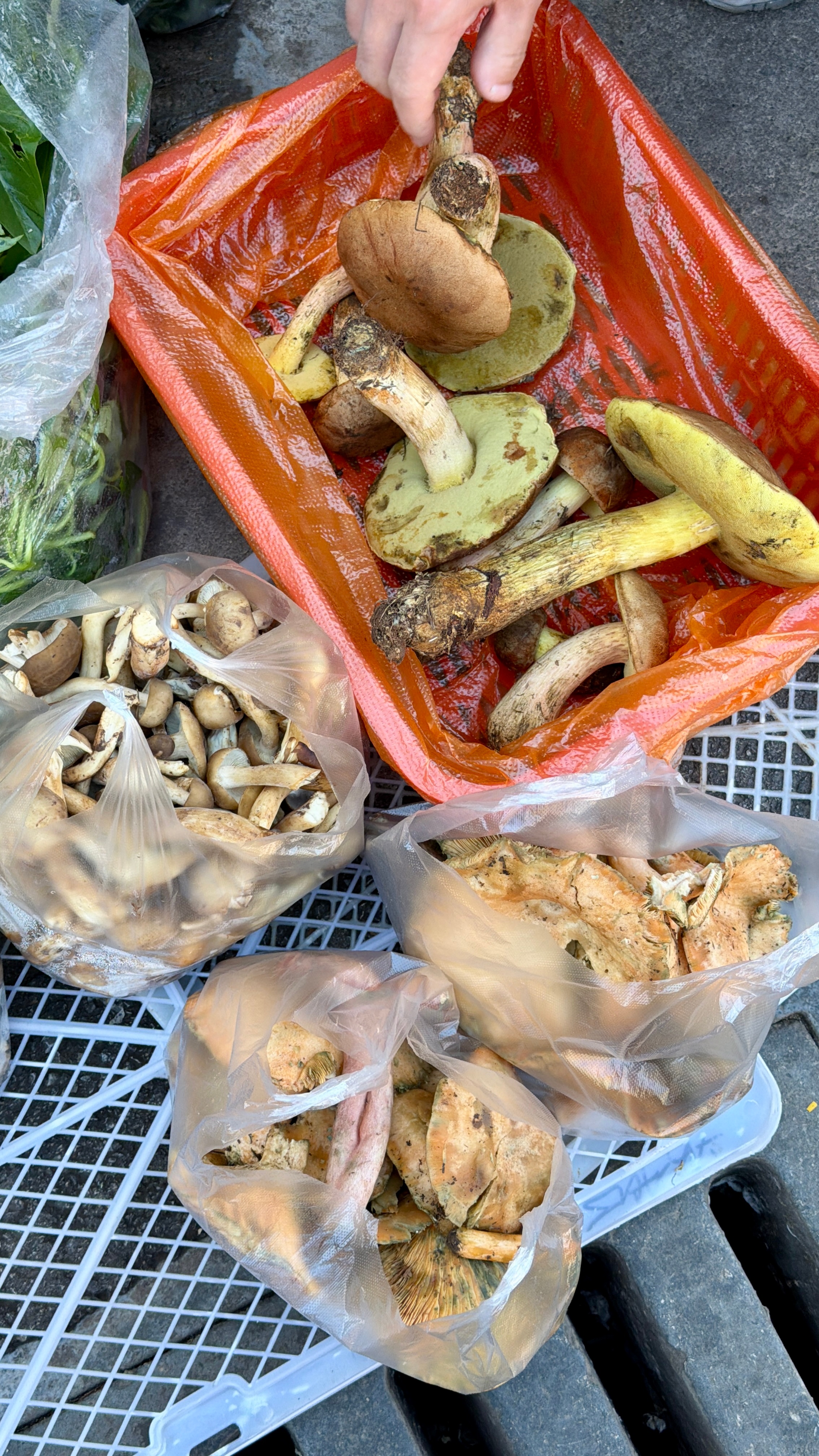 到了吃野生菌的季节了‼️想吃又来不了云南的朋友，可以跟我说，我给你邮寄过去，🍄