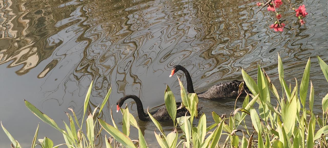 [大金牙]双山心湖公园，两只黑天鹅，感觉很有腔调啊[灵光一闪]