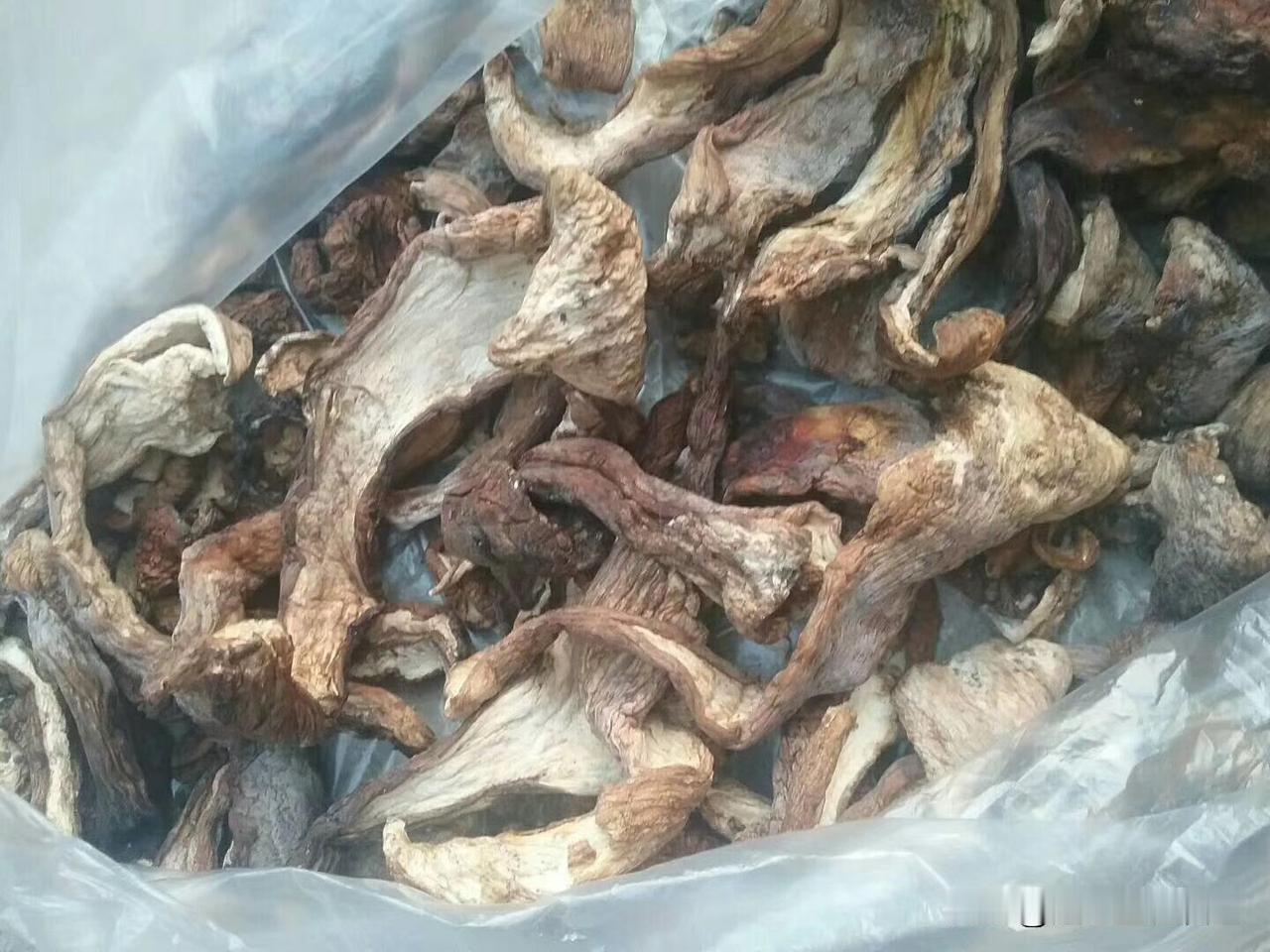 蘑菇粉的由来：去年去岫岩，7元一斤的美味牛肝菌，买了14斤，炖了点吃，剩下的烈日