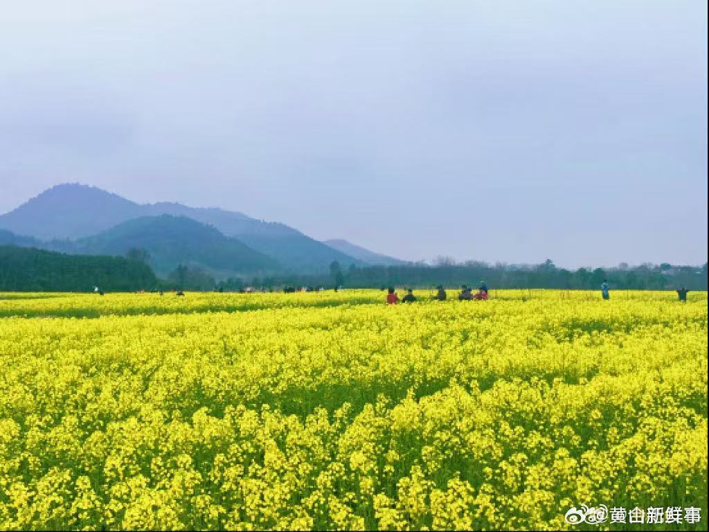 【合肥庐江汤池镇百亩油菜花绽放】近日，位于合肥庐江县汤池镇大塘村的百余亩油菜花迎