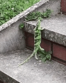 原来壁虎的尾巴有这么大的功能，所以尾巴才有再生能力，因为这是它生存的必须动力，真