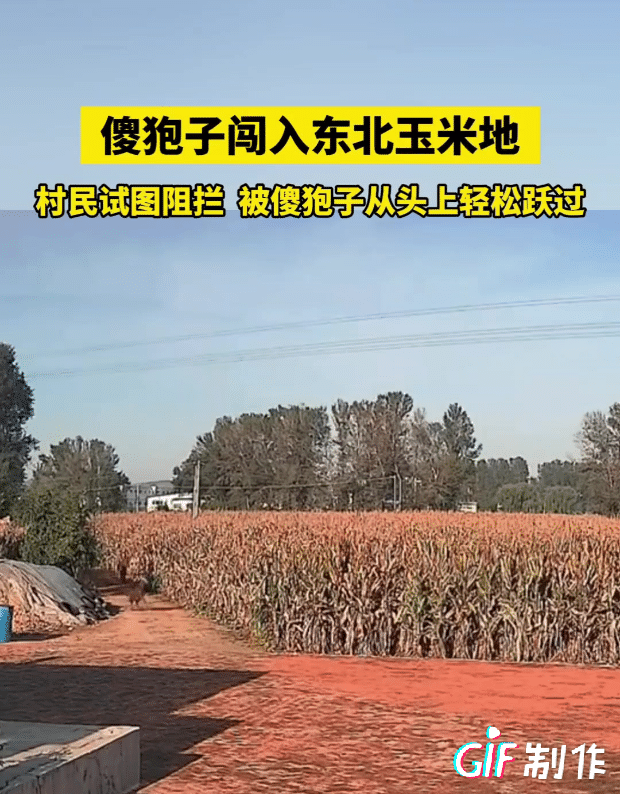 傻狍子果然够傻够萌！
9月25日，辽宁一片玉米地闯入了一只傻狍子。
 
村民想阻