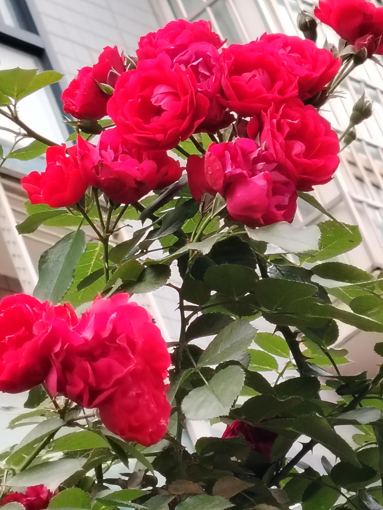 花之美