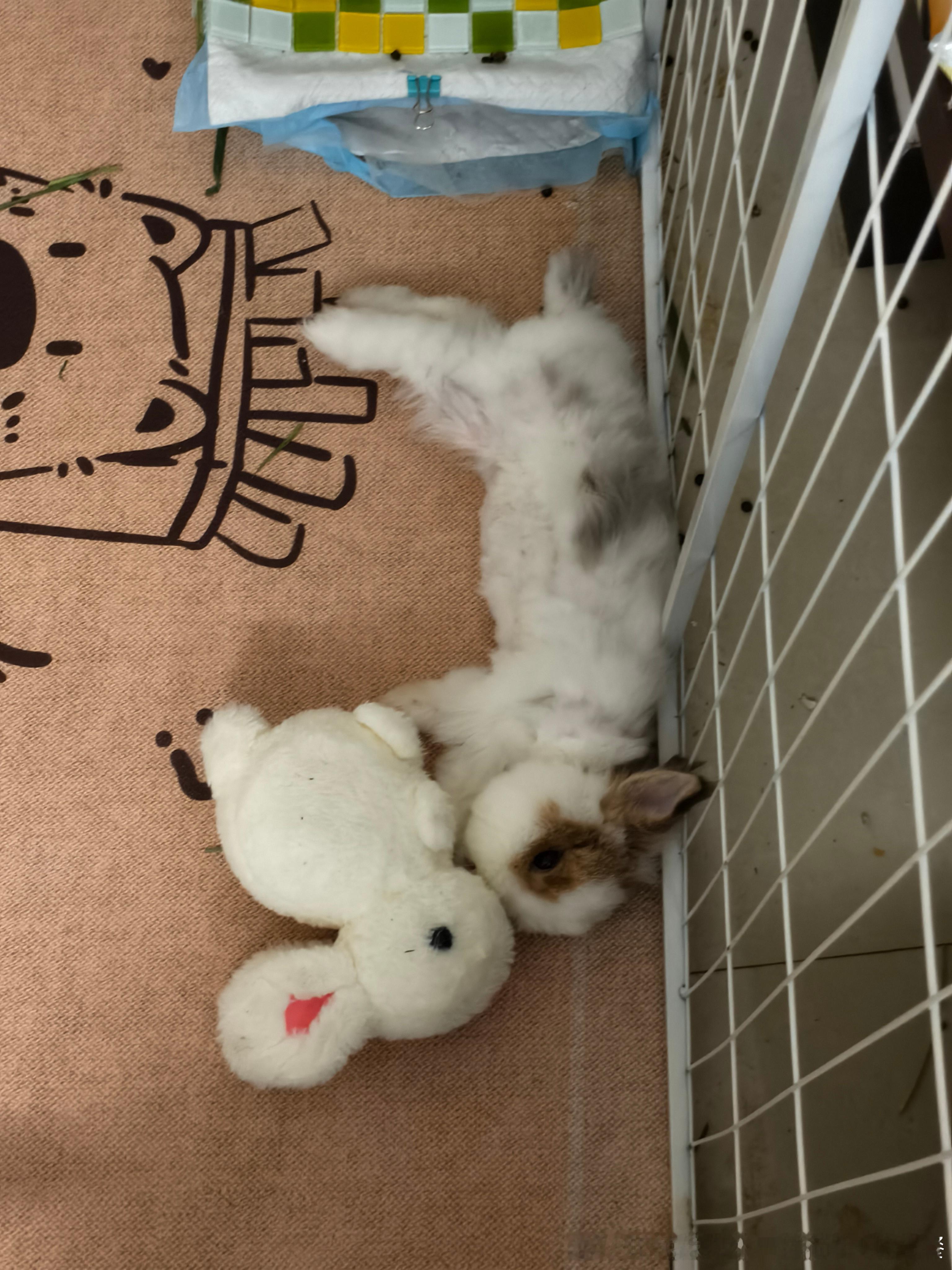 15282🐇【猪】舔舔我心爱的小伙伴 ​​​