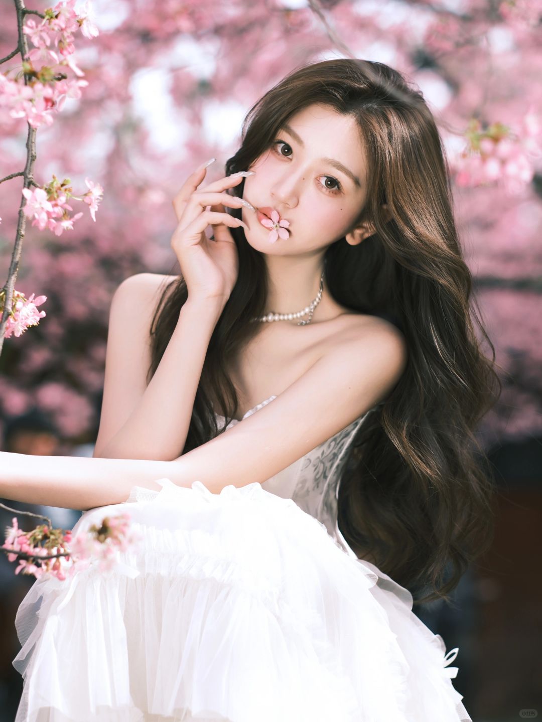 见面吧 在樱花树下🌸
