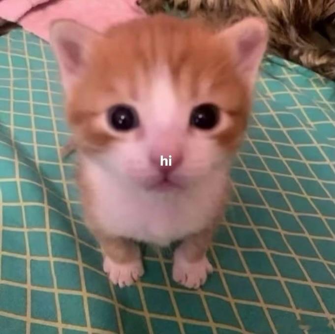 抽象丨搞怪丨猫咪🐱丨头像 