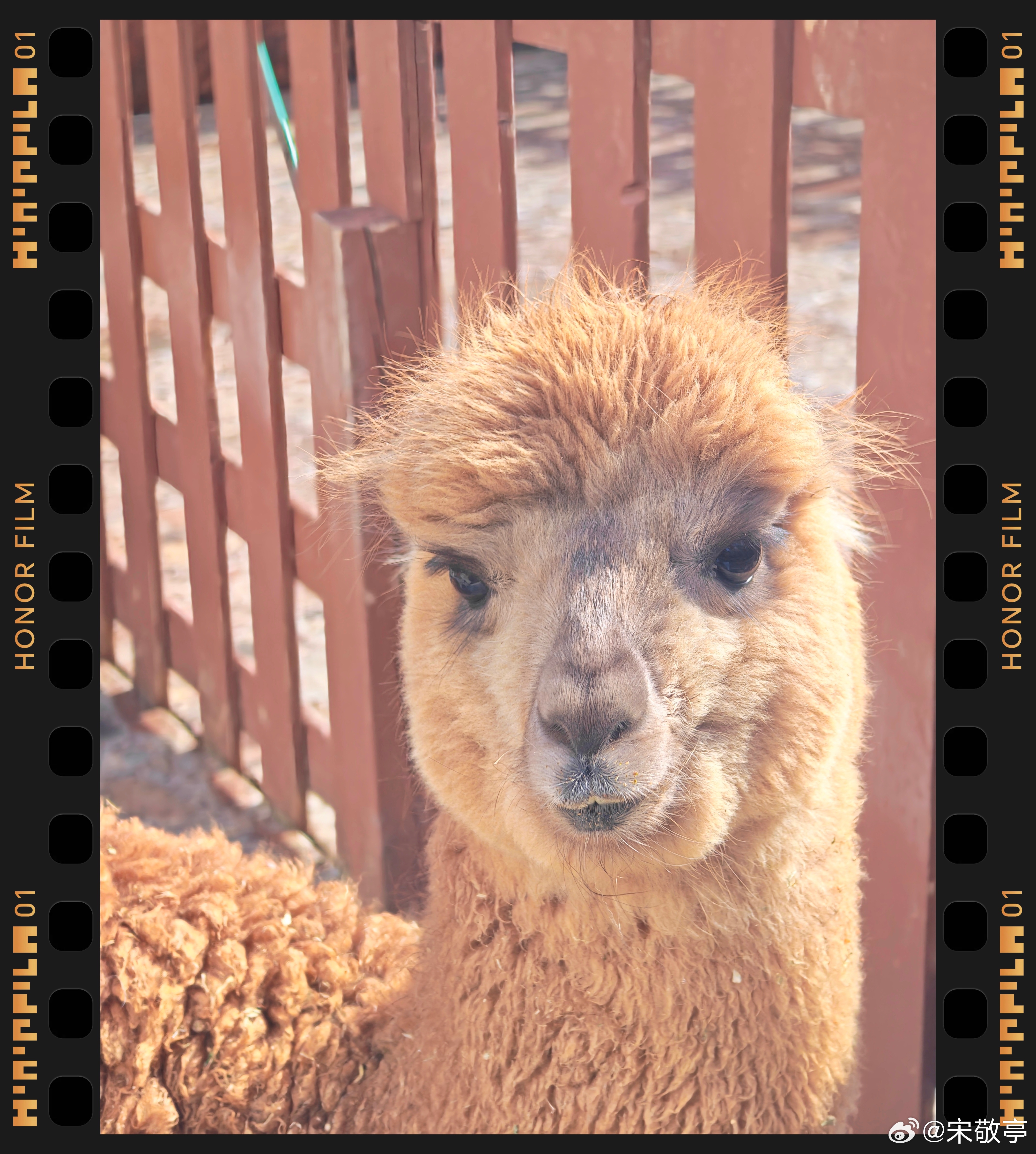 大家觉得这只羊驼呆萌吗？这发型也很精致啊～ 