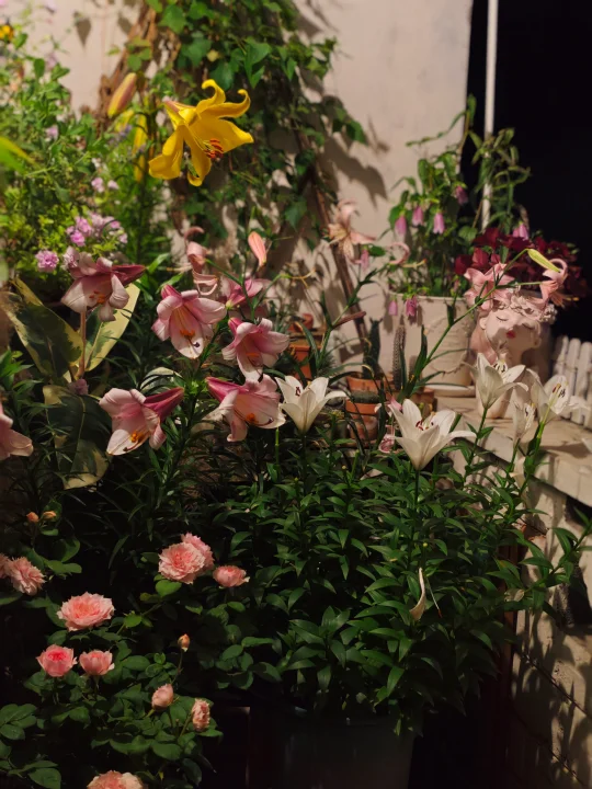 凌晨两点阳台上花未眠