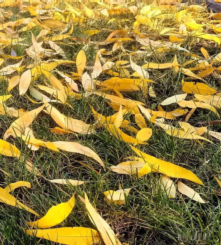 #护苗有我2024#（原创）
绿草依落叶🍂
秋去秋还在
#浅秋爱摄影# #秋之