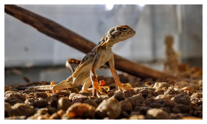 海关总署提醒，非法引入“异宠”会被处罚，5月1日《口岸重点管控外来物种名录》实施