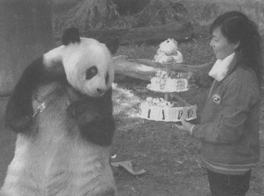 1984年大熊猫在山里被冻僵，幸被一名农妇救活。但没想到，这一救就让大熊猫摇身一