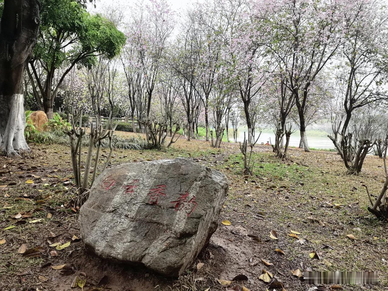 今天惊蛰，我们在海珠湖赏花赏雨
春日生活打卡季 
今天惊蛰，微风细雨，海珠湖，行