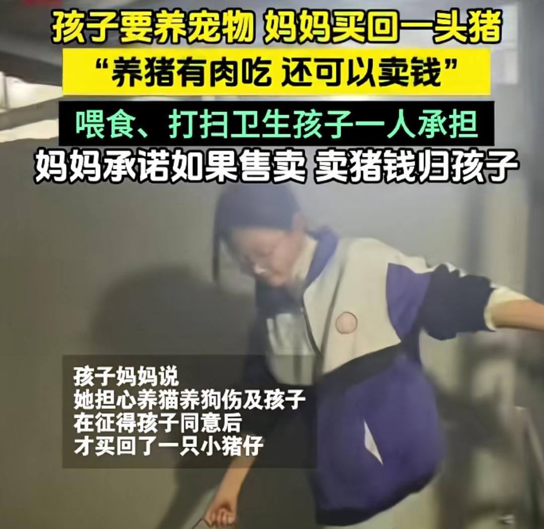你会让孩子养宠物吗？猫，狗，仓鼠，荷兰猪……
有个妈妈答应让孩子养宠物，不过是头