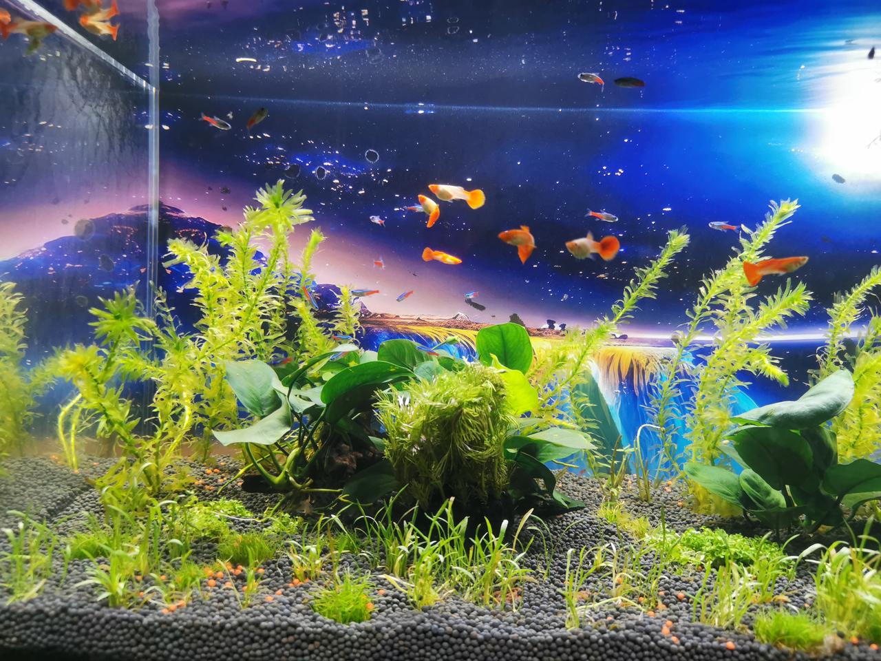 老公新弄的鱼缸，看着是不是很舒服？