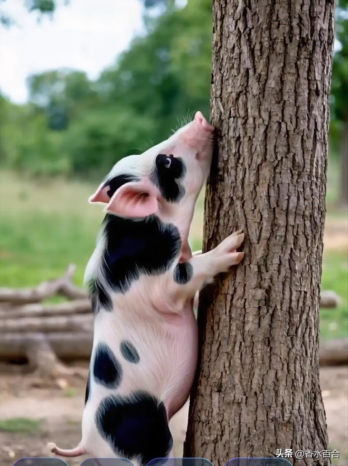 美方想要从美伊冲突中抽身。

3月8日，特朗普公开表态：将在适当时机结束对伊朗的