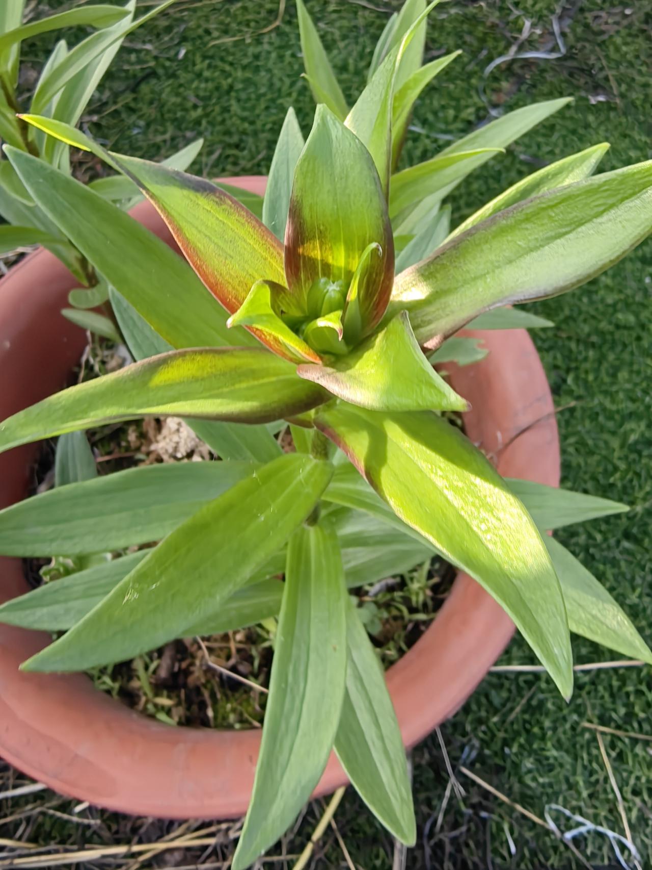 谁知道，春天一来，盆里面又长出来了。
前几天看，又长花苞了。
可能是肥料不足，秧