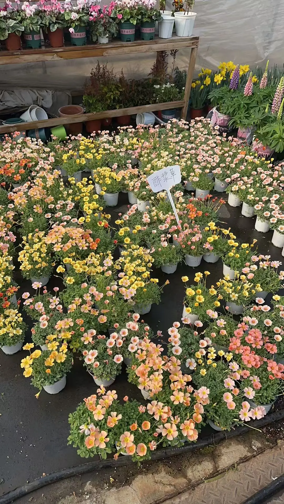 周末逛花市