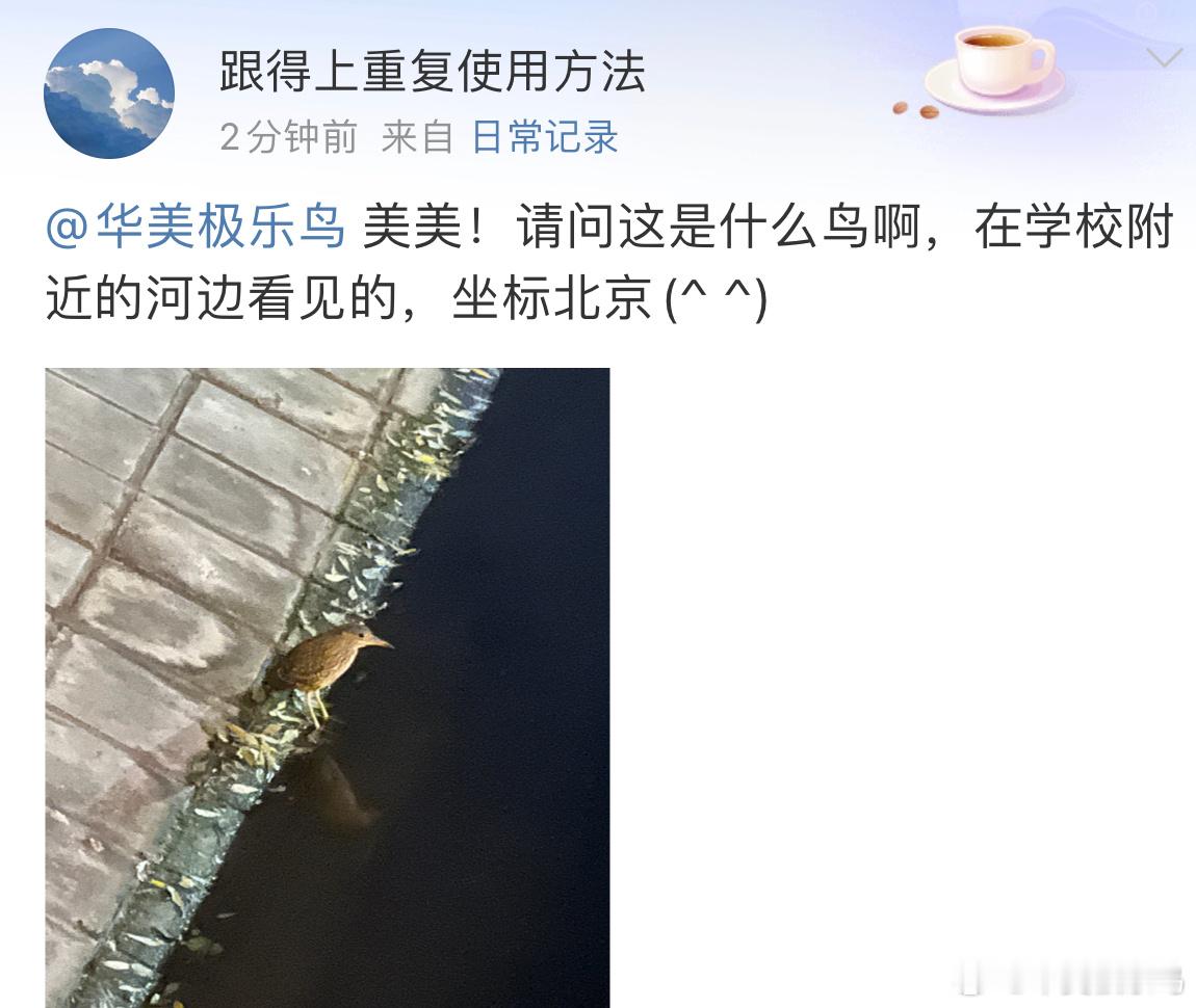 河边捕鱼的【夜鹭】这孩子还没成年，但可以自己独自干饭啦！ 
