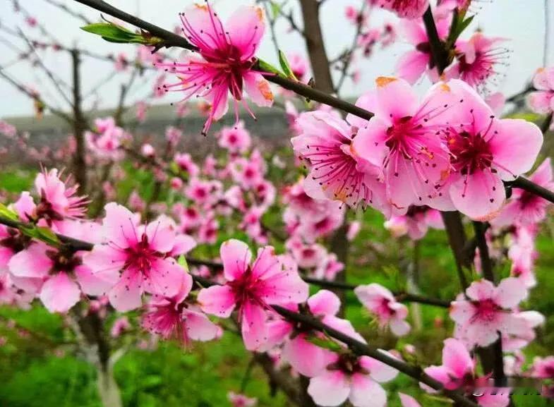 桃花一簇开无主，可爱深红爱浅红——桃花深浅处，春色满人间