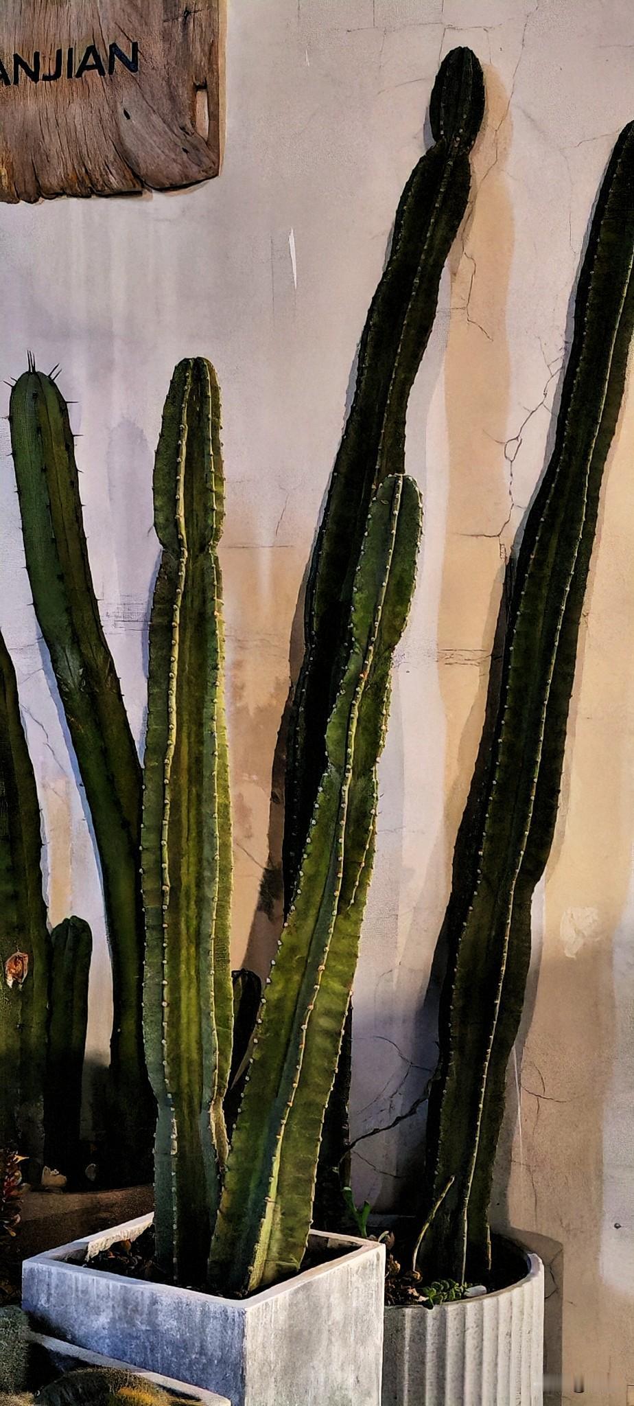 一个75岁老爷子，离婚40年了，五个孩子一个没要，还是农村的，他净身出户跑了。