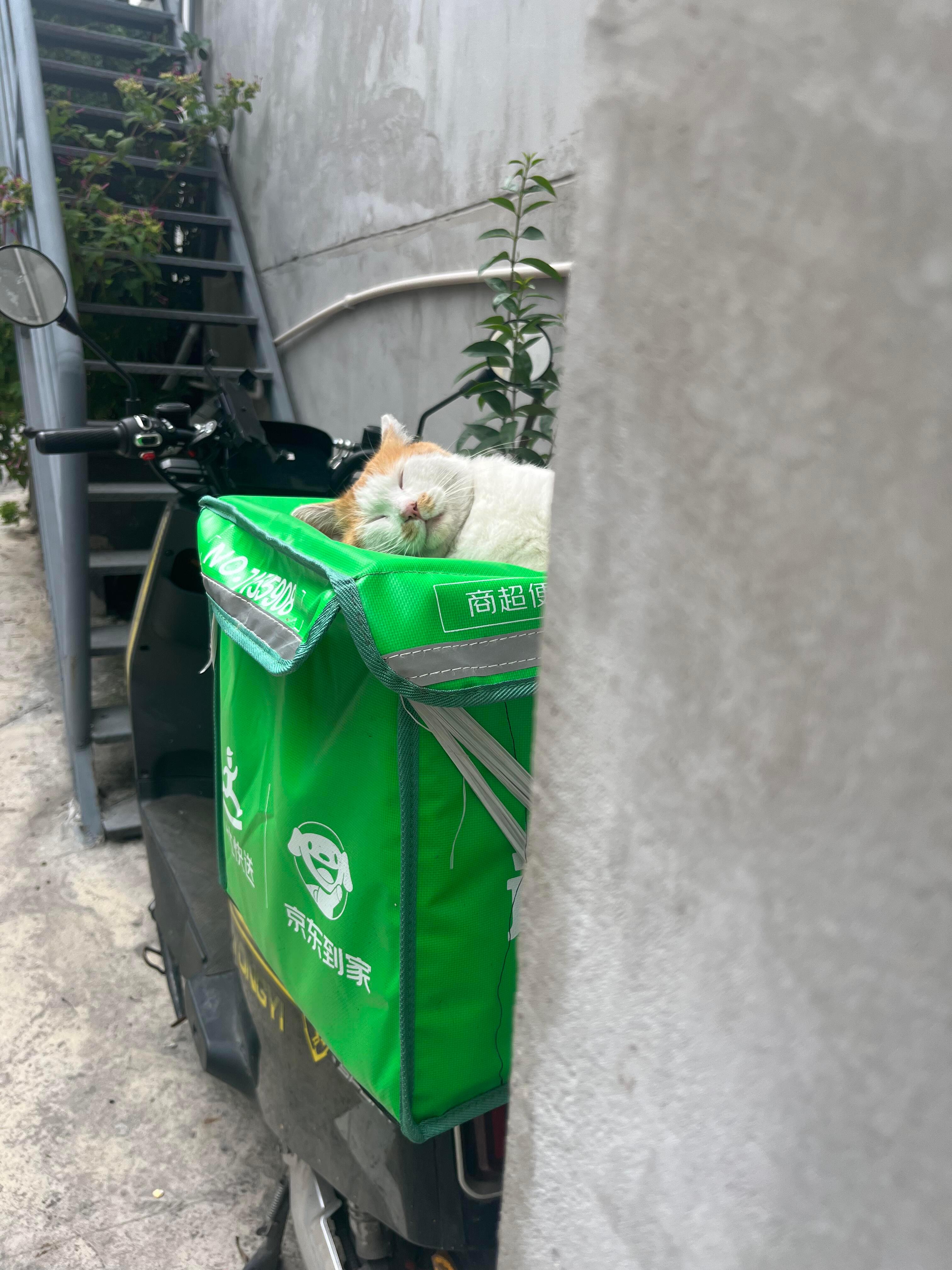 猫师傅把箱子睡塌了 ​​​