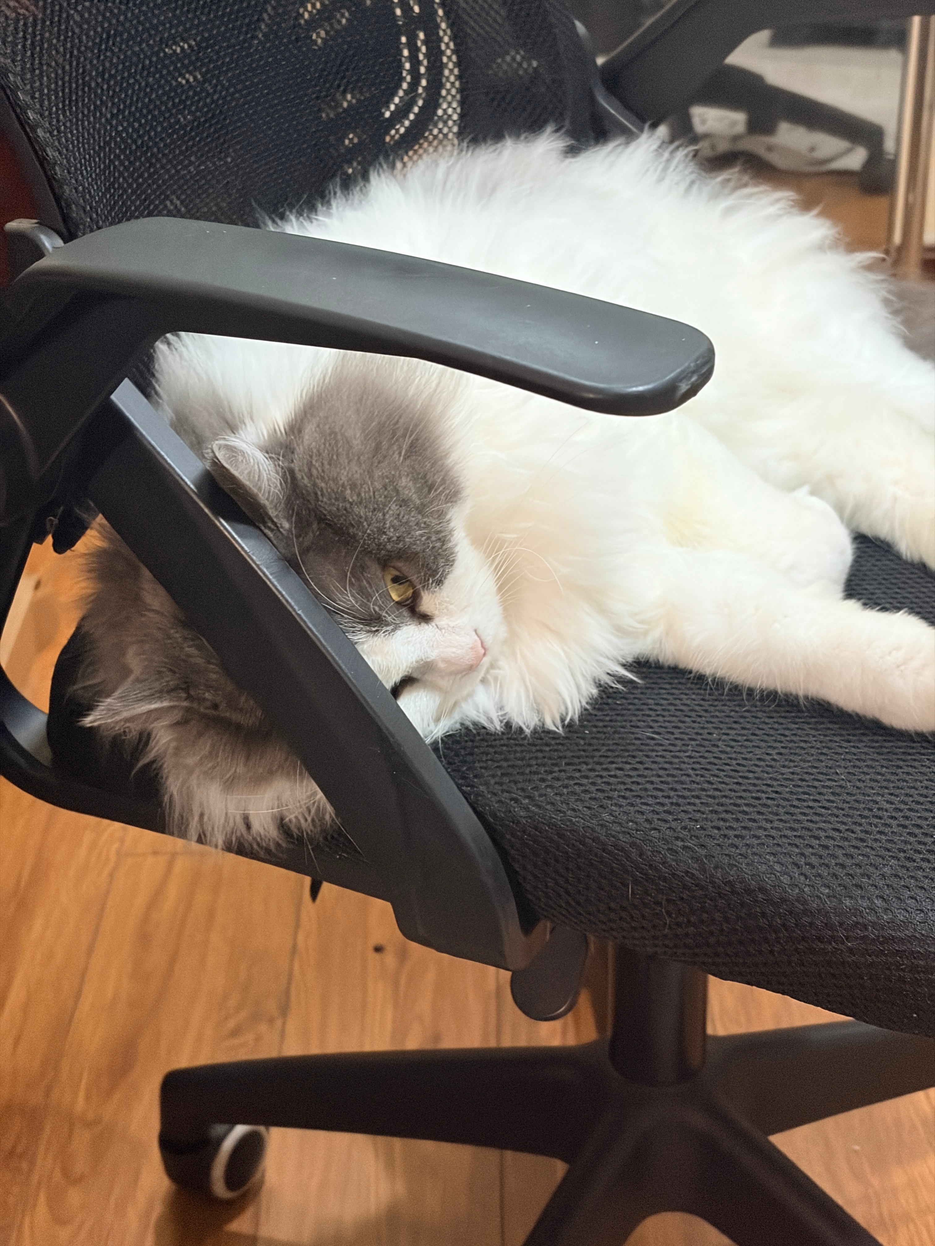 小猫习惯很不好，睡觉也不闭眼睛