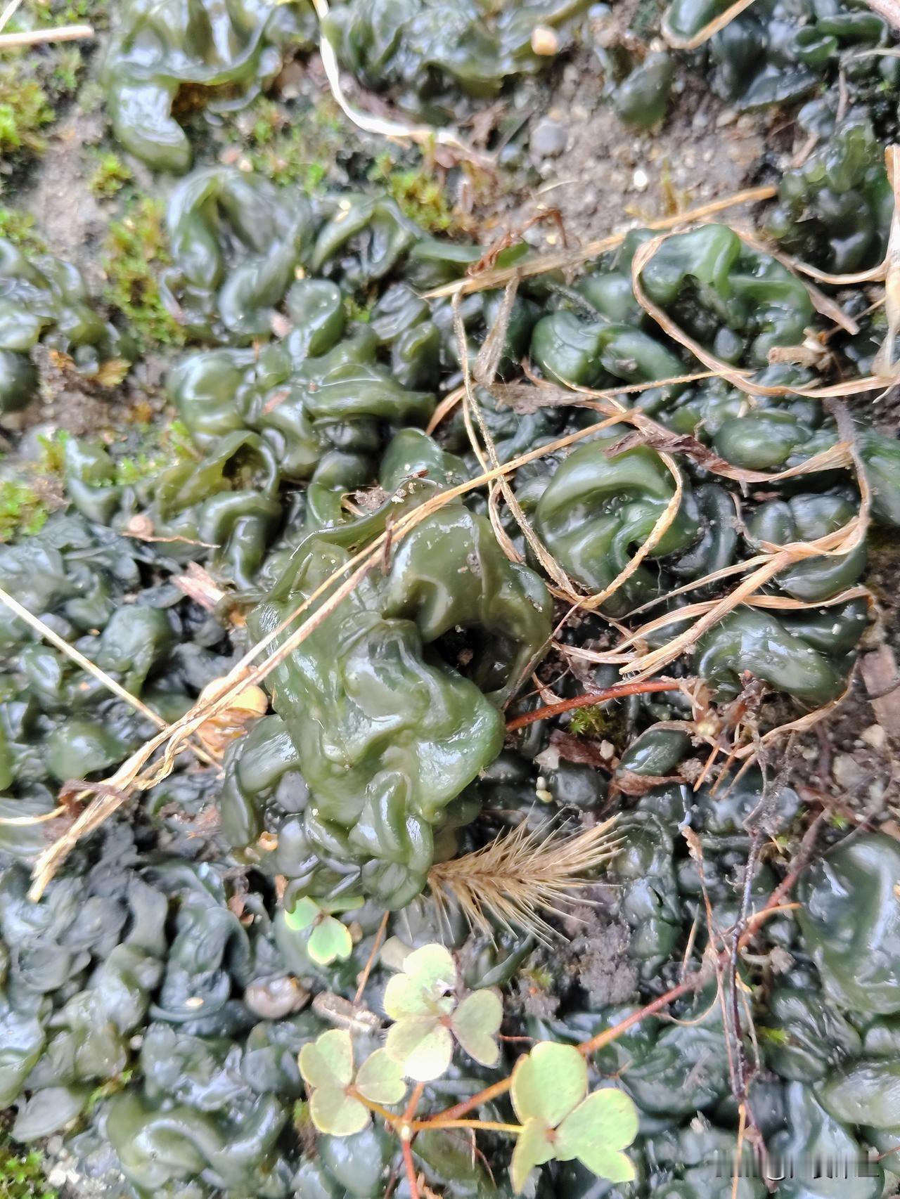 远嫁的辛酸，重庆荣昌女子远嫁河南，生活了四十多年了，男人还是想打就打。

大姐说