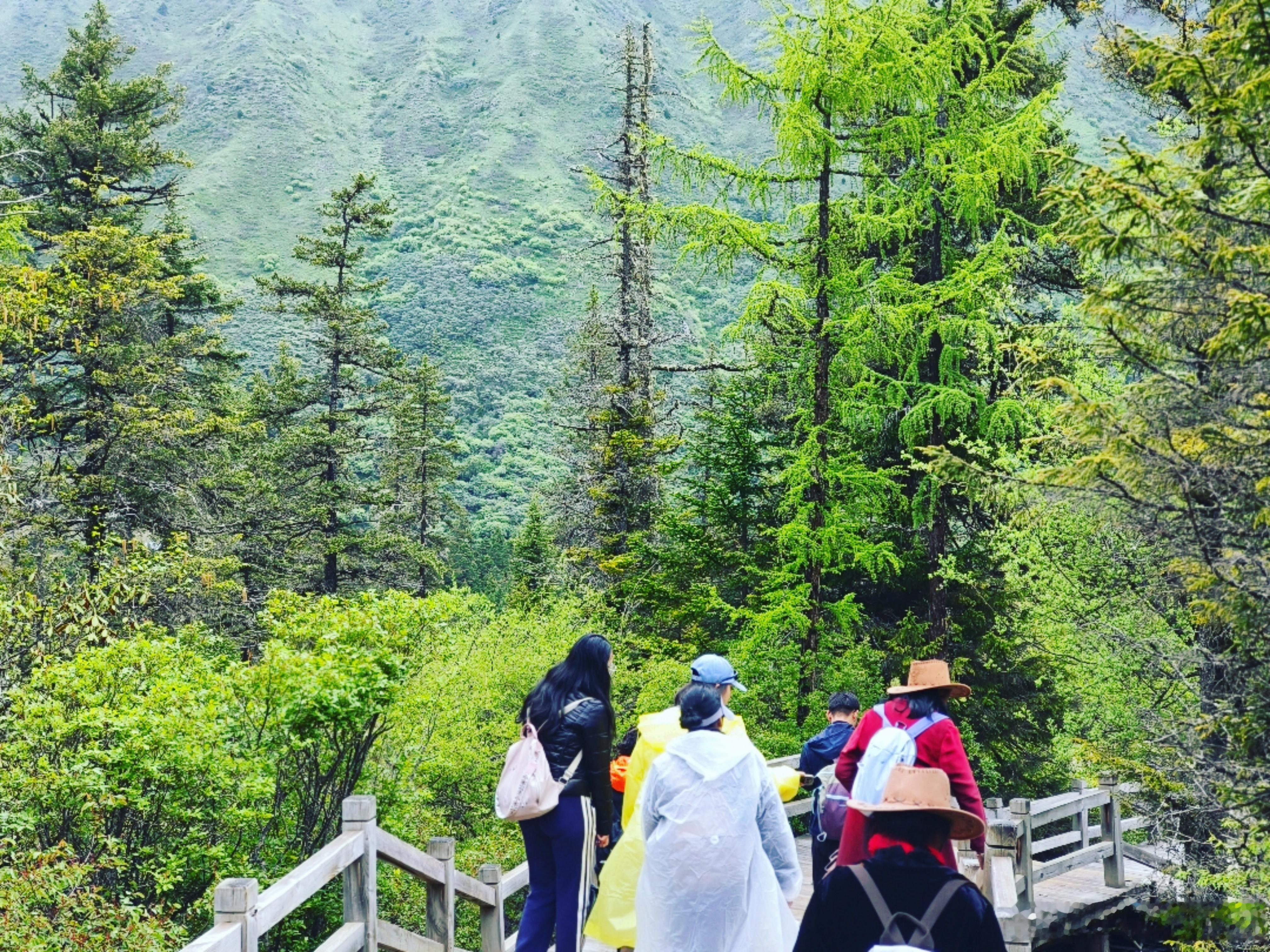 林海栈道，步步皆清凉黄龙夏日醉美时 从迎宾池一路向上，黄龙的木栈道蜿蜒穿行于原始