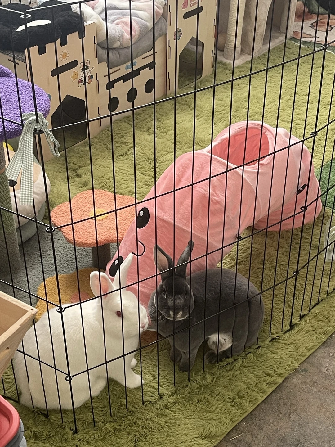 🐰🐰:我们厉害吧，隧道被立起来咯