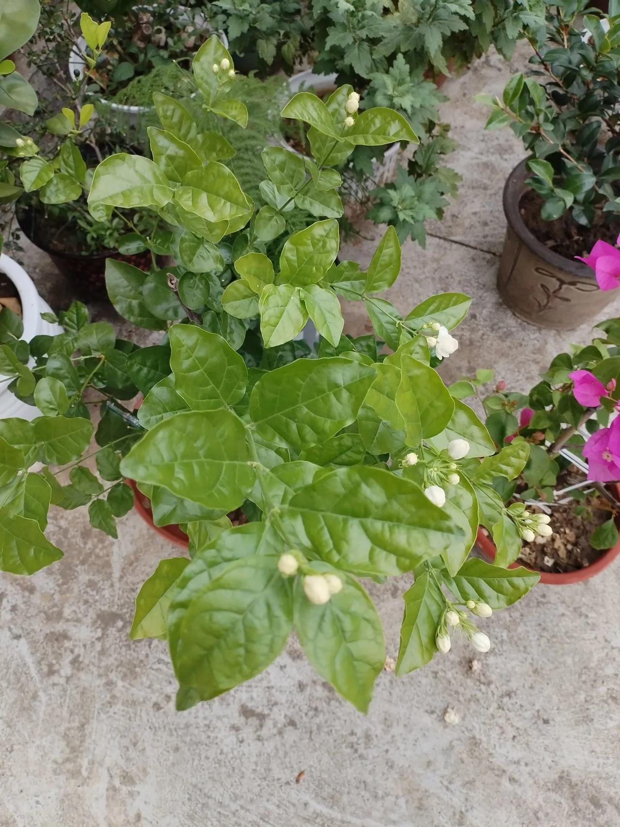 #随手记录秋日生活##自己种的花随拍#
