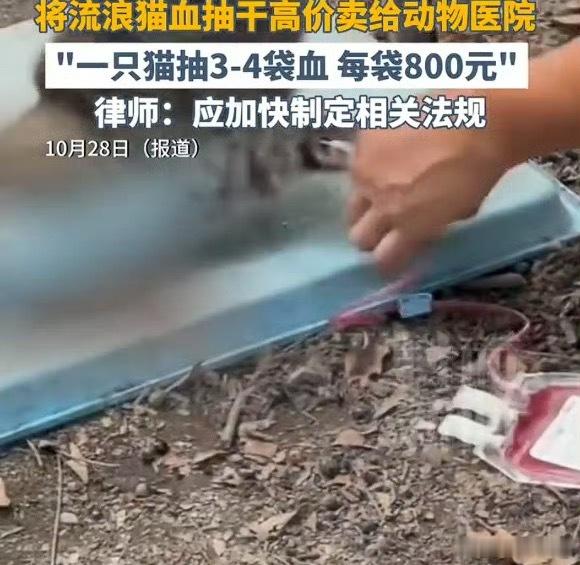 动物血库 抽流浪猫血这都不是爱不爱猫人士的问题了，用流浪猫的血去救宠物猫，而且还