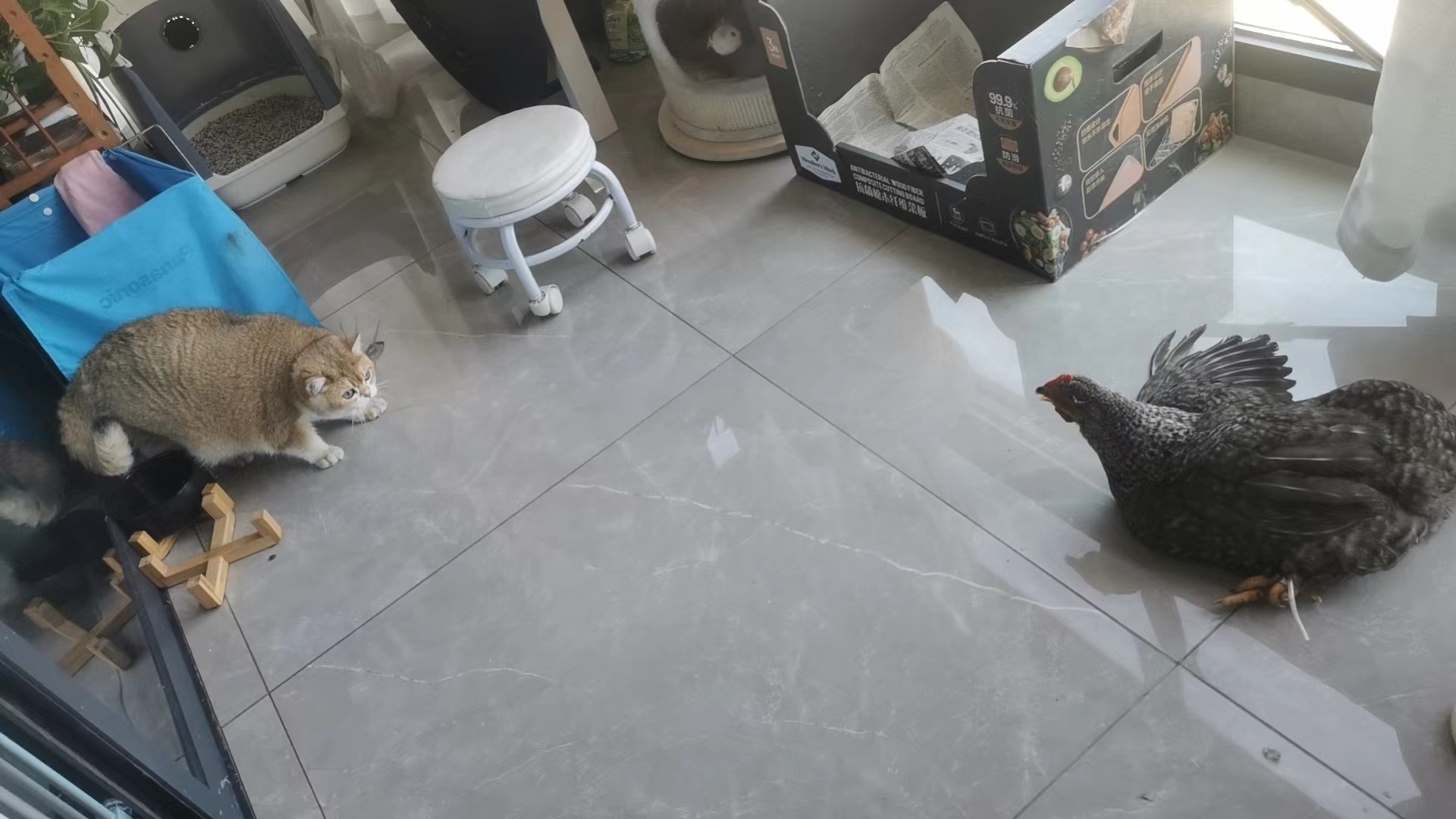 猫好鸡坏#金渐层[超话]##辣椒家新家回访##英国短毛猫# ​​​