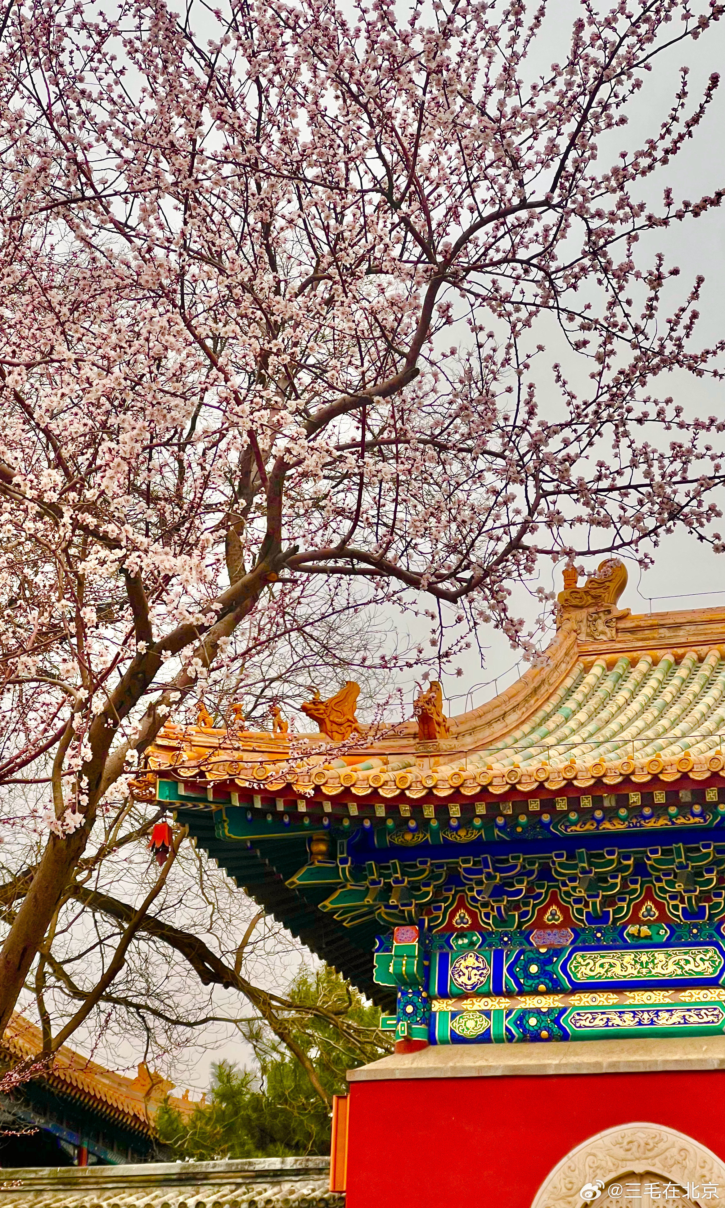 北海公园 阐福寺前 山桃花开摄影