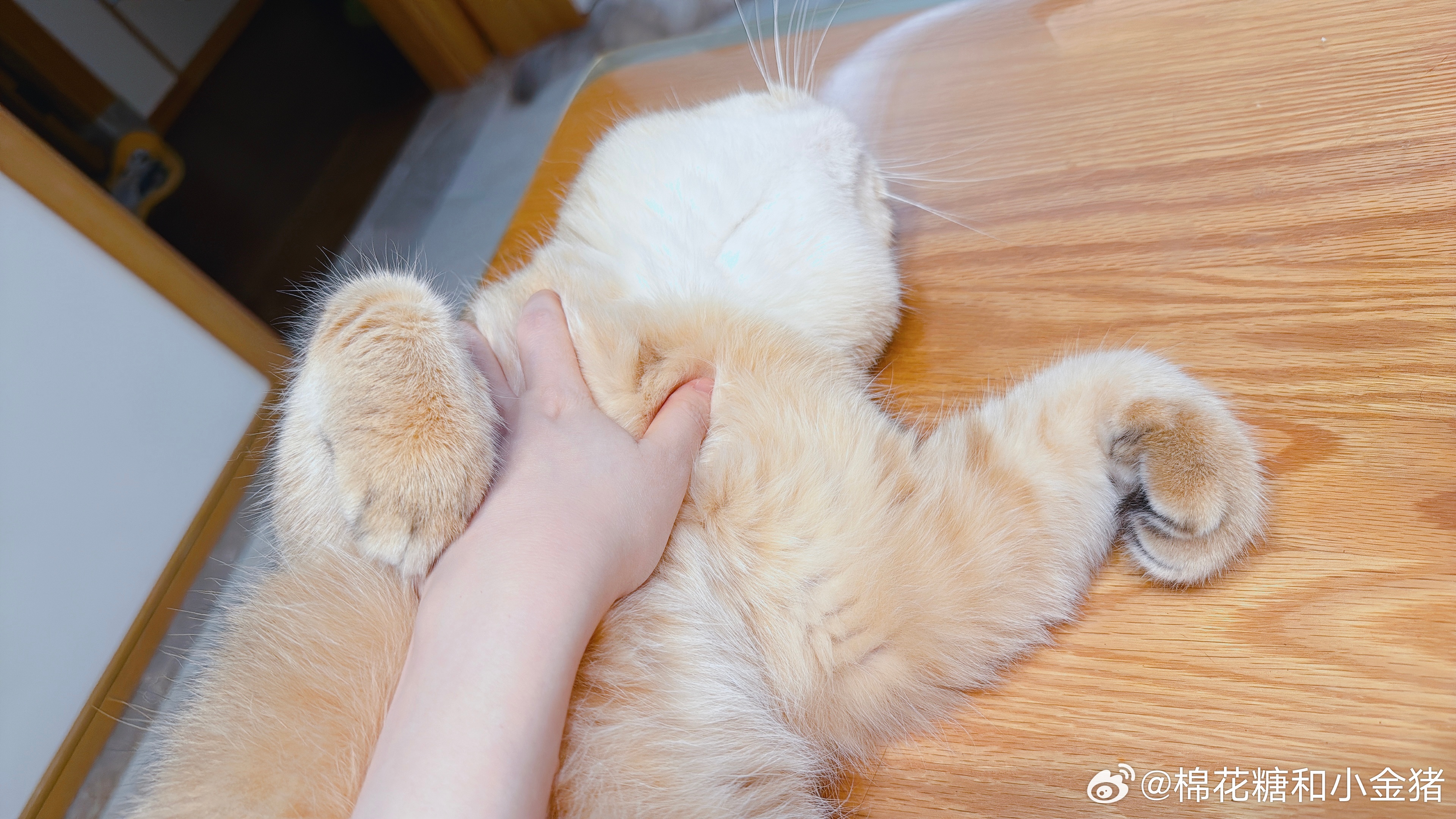 一只手感很好的黄鼠狼。 