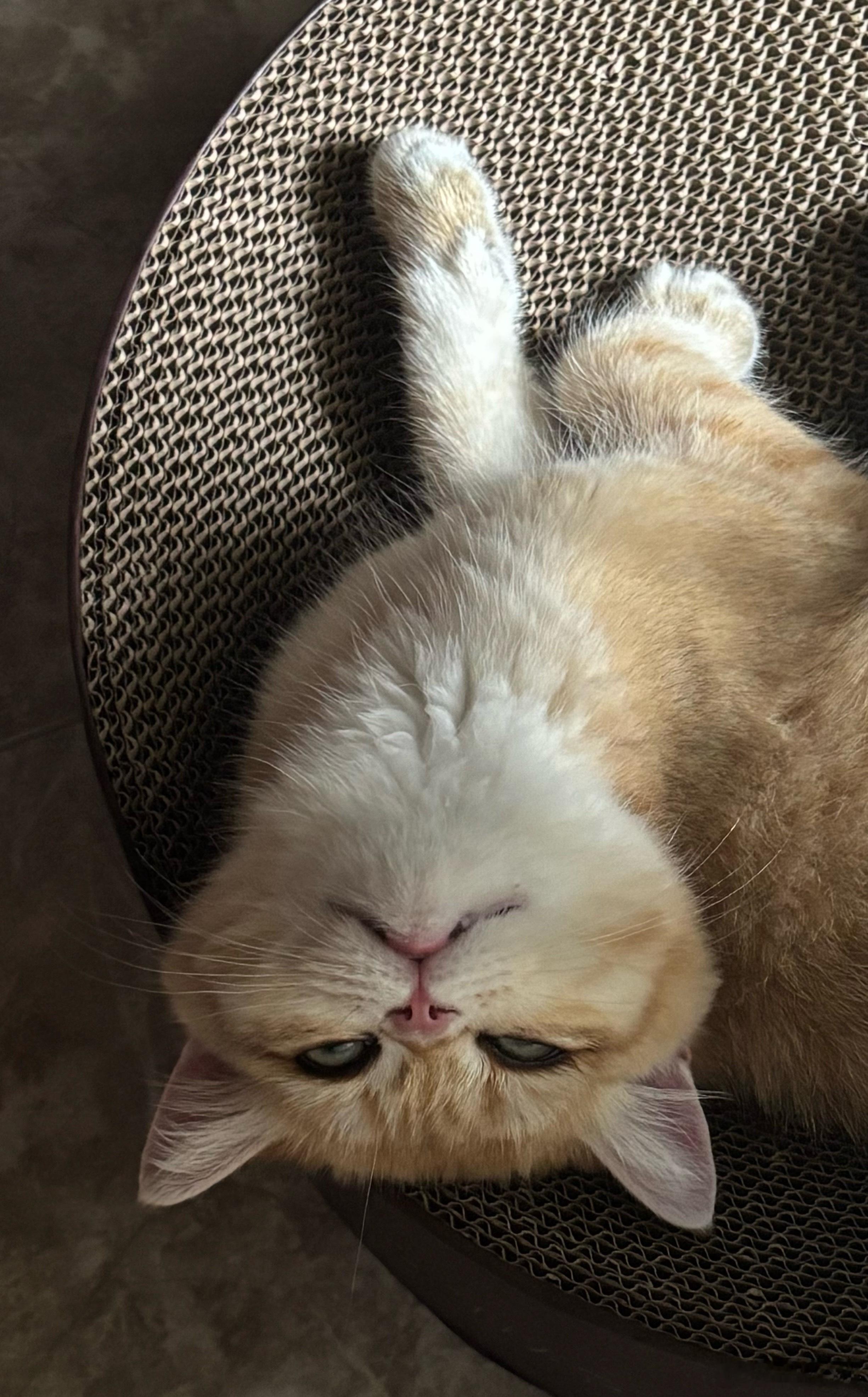 拍猫技术见长 
