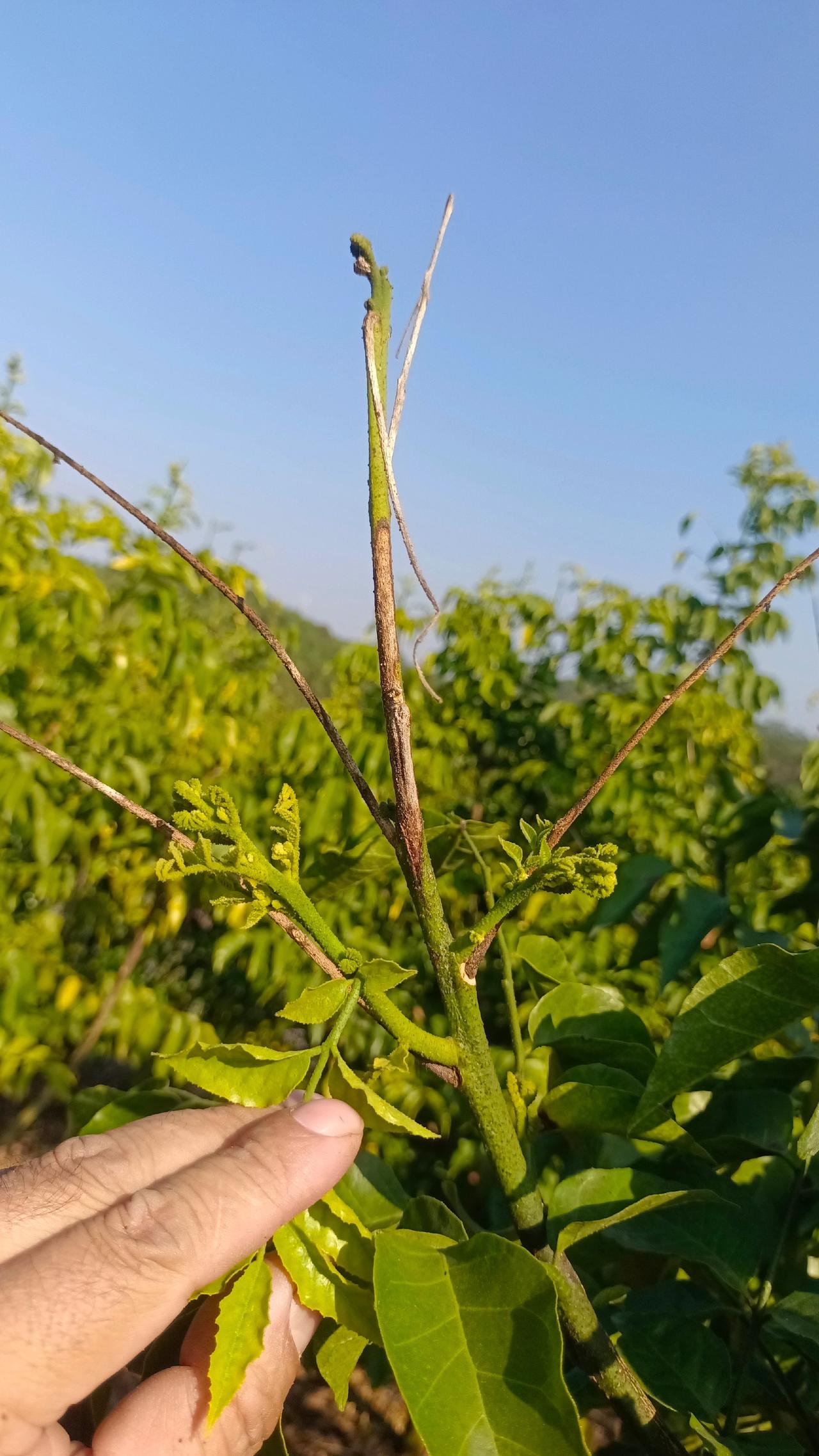黄皮出现烂头烂叶您满世界去找神药时，我们已经按照计划控梢了
当您走投无路想放弃时