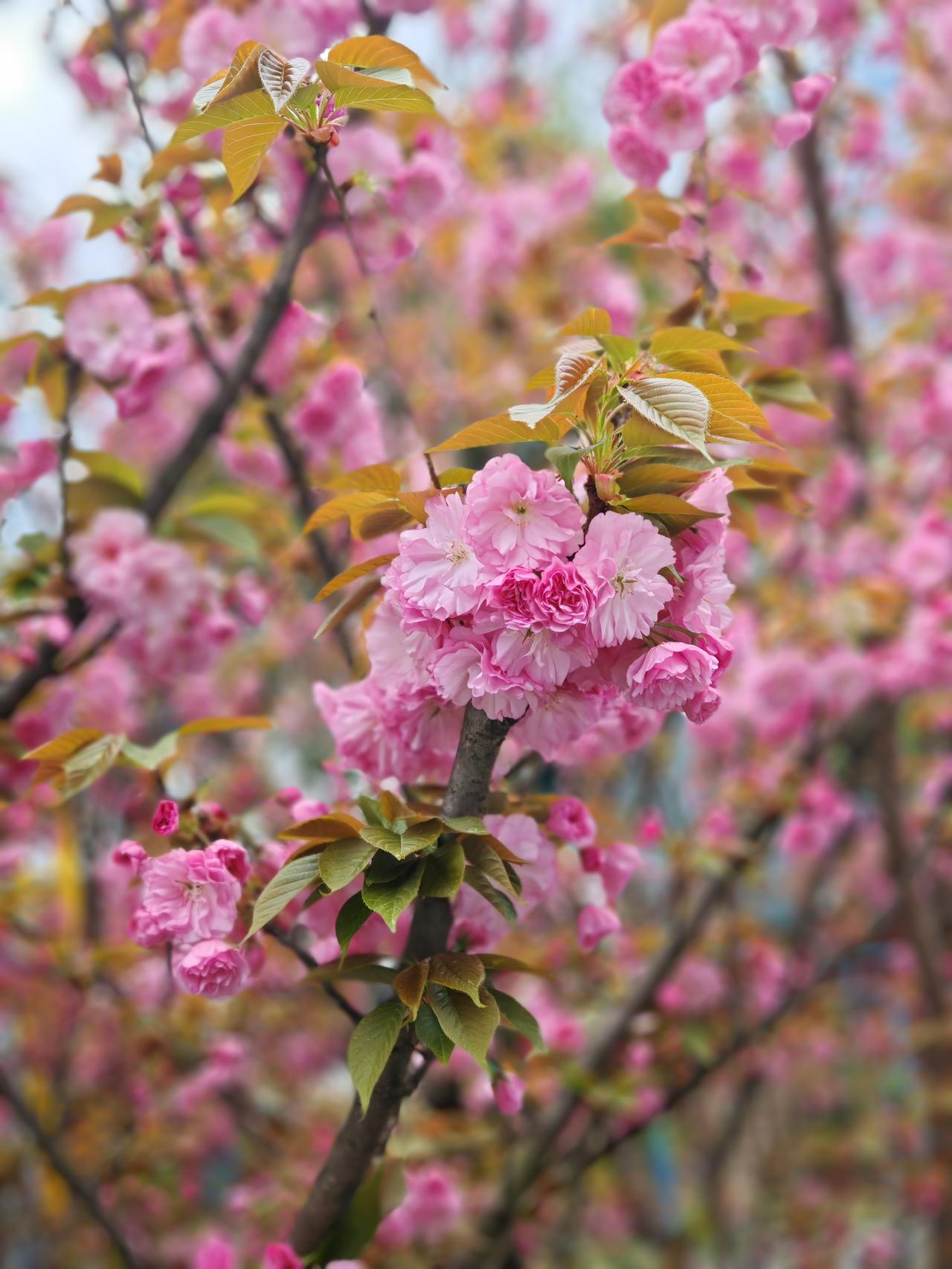 看花看草看美景，
打球运动身体健！