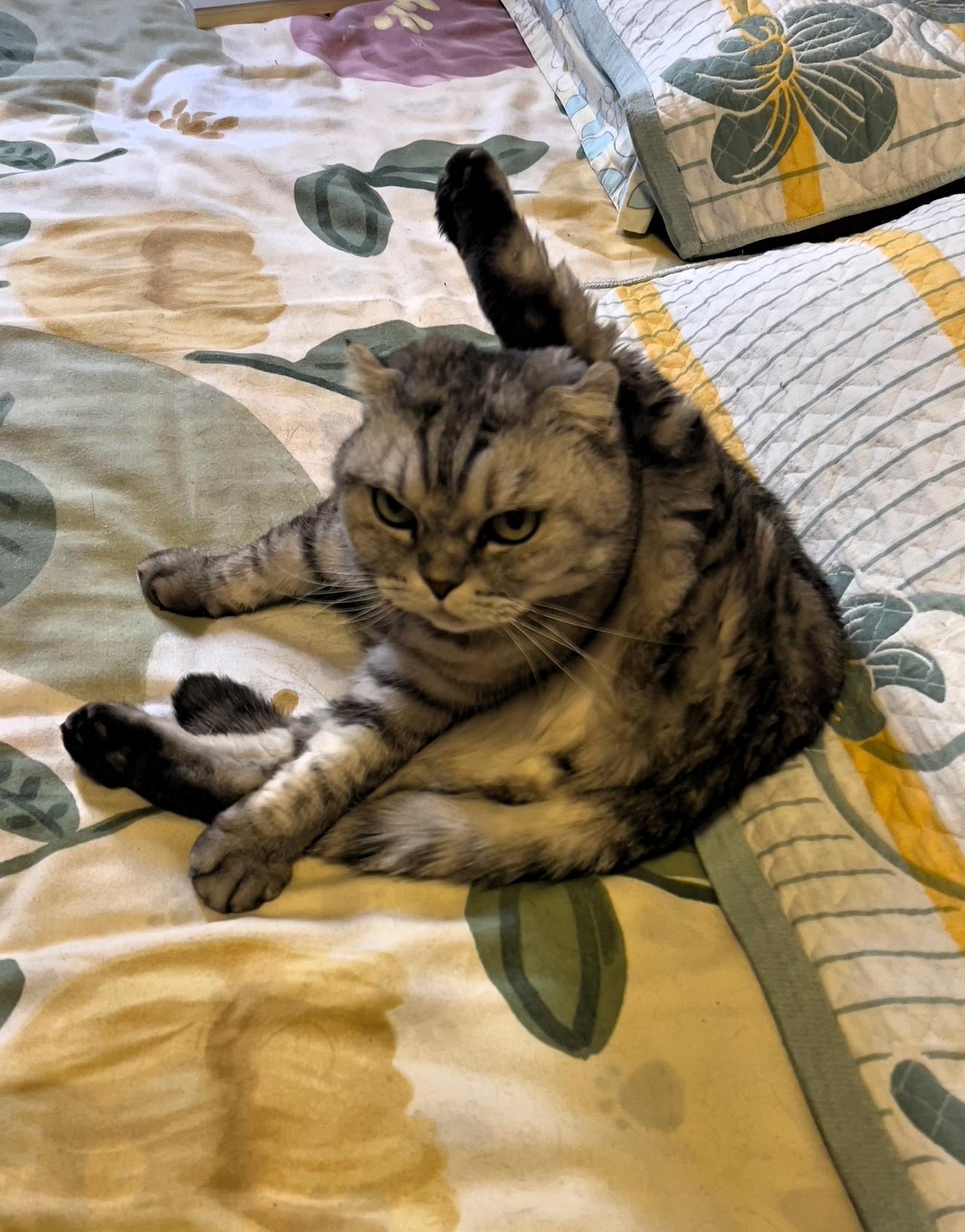 晒出你家猫咪的照片