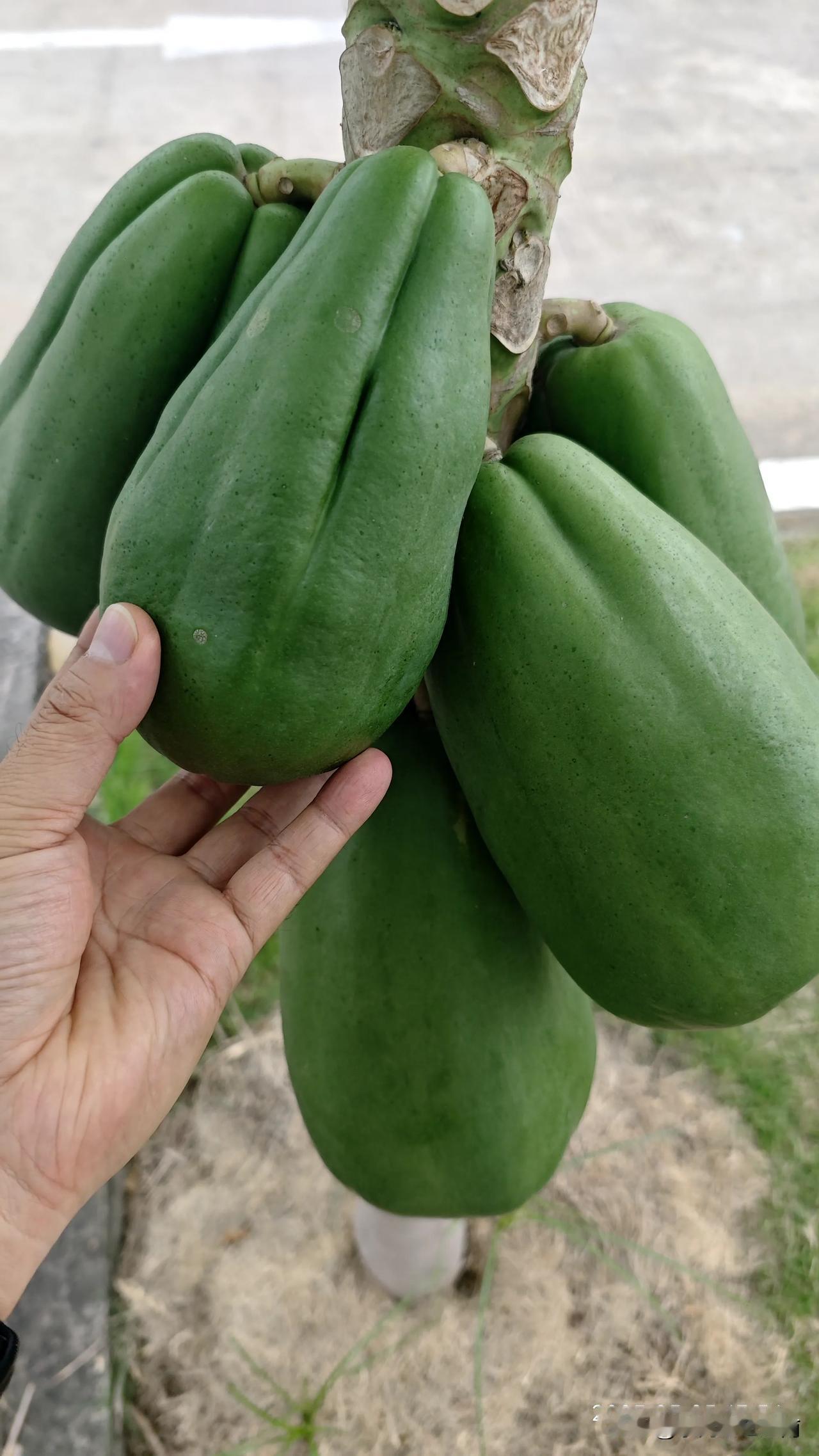 越南厂子天天出批量问题，快顶不住了。
产品的返工成本是生产成本的4倍以上，奈何因