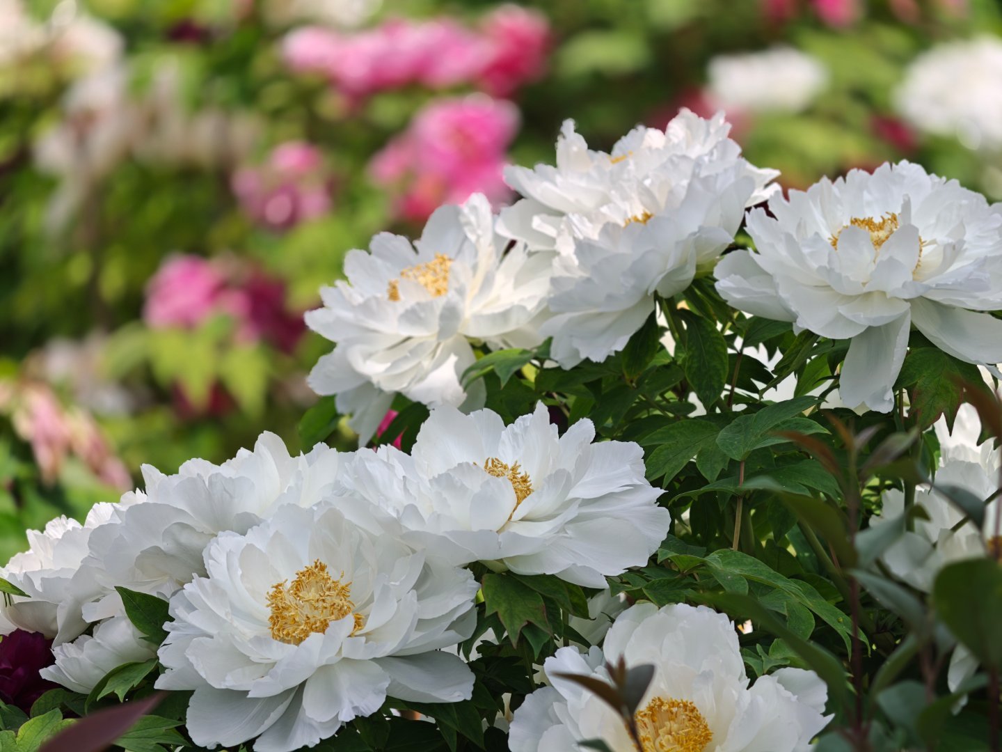 赶在夏天来临之前 我遇见了书上的风景  今年气温高，洛阳的牡丹3月底4月上旬就是