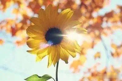 市井有光·默斋主人原创散文诗晨雾未消，菜贩整齐码放青蔬，清露凝在叶缘，摇摇欲坠。