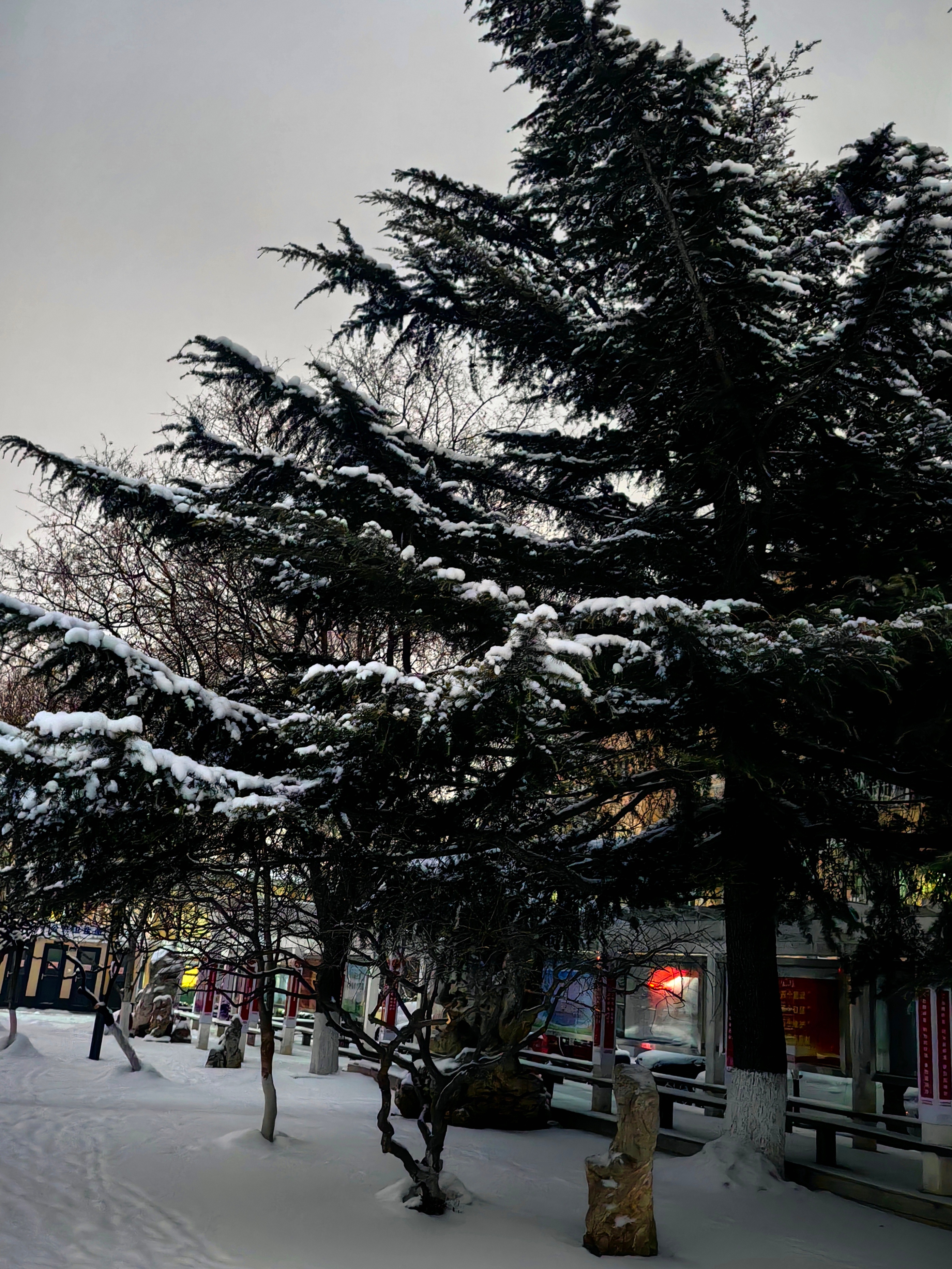 北京下雪 2026年1月18日清晨，雪还在下全网征集2026最美雪景图你拍到20