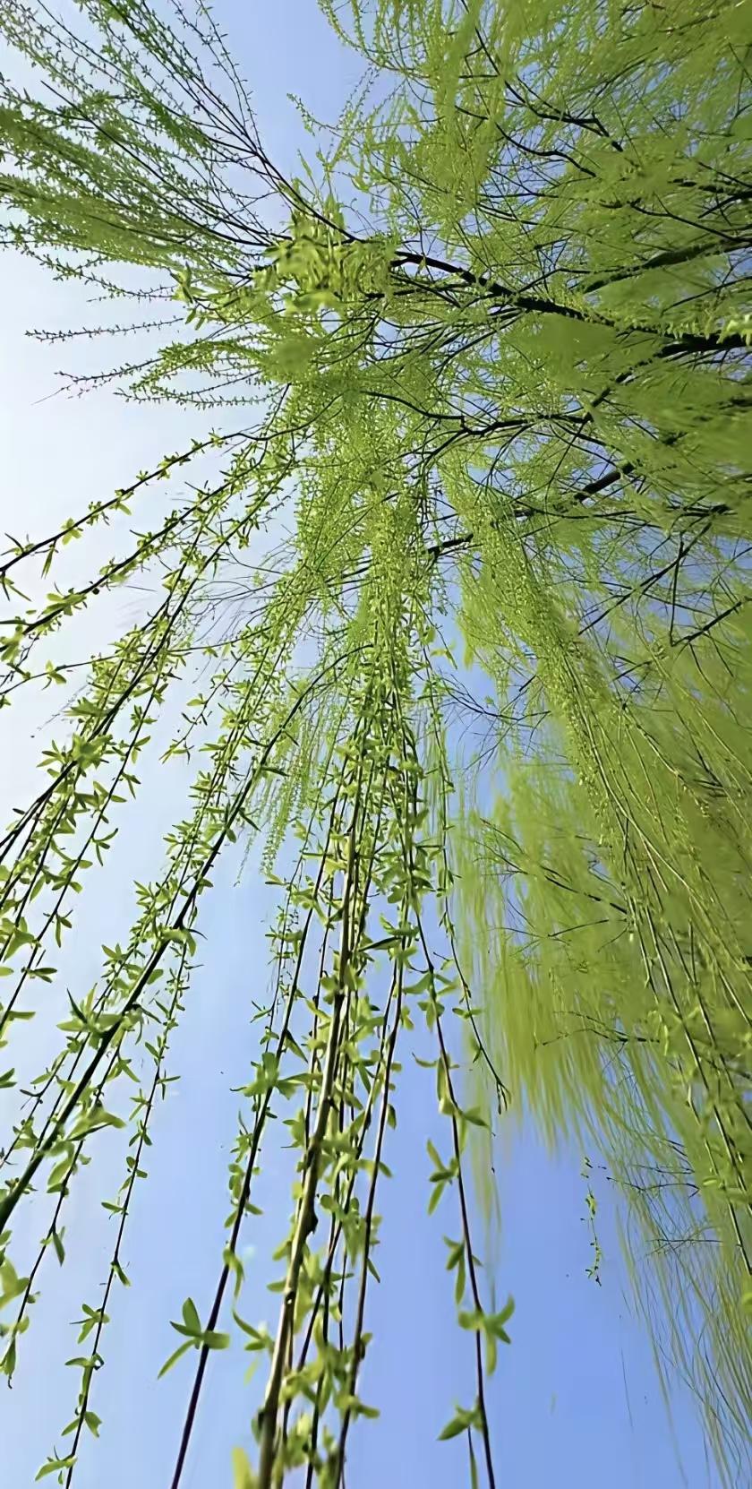 天净沙·情思遐想
柳思清雨云萦，
花怜罗裳魂倾。
地久天长问情。
钩魂心定，
爱