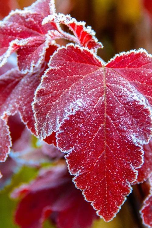 上联：红枫染霜写诗意，
下联：寒江浸月寄归情。