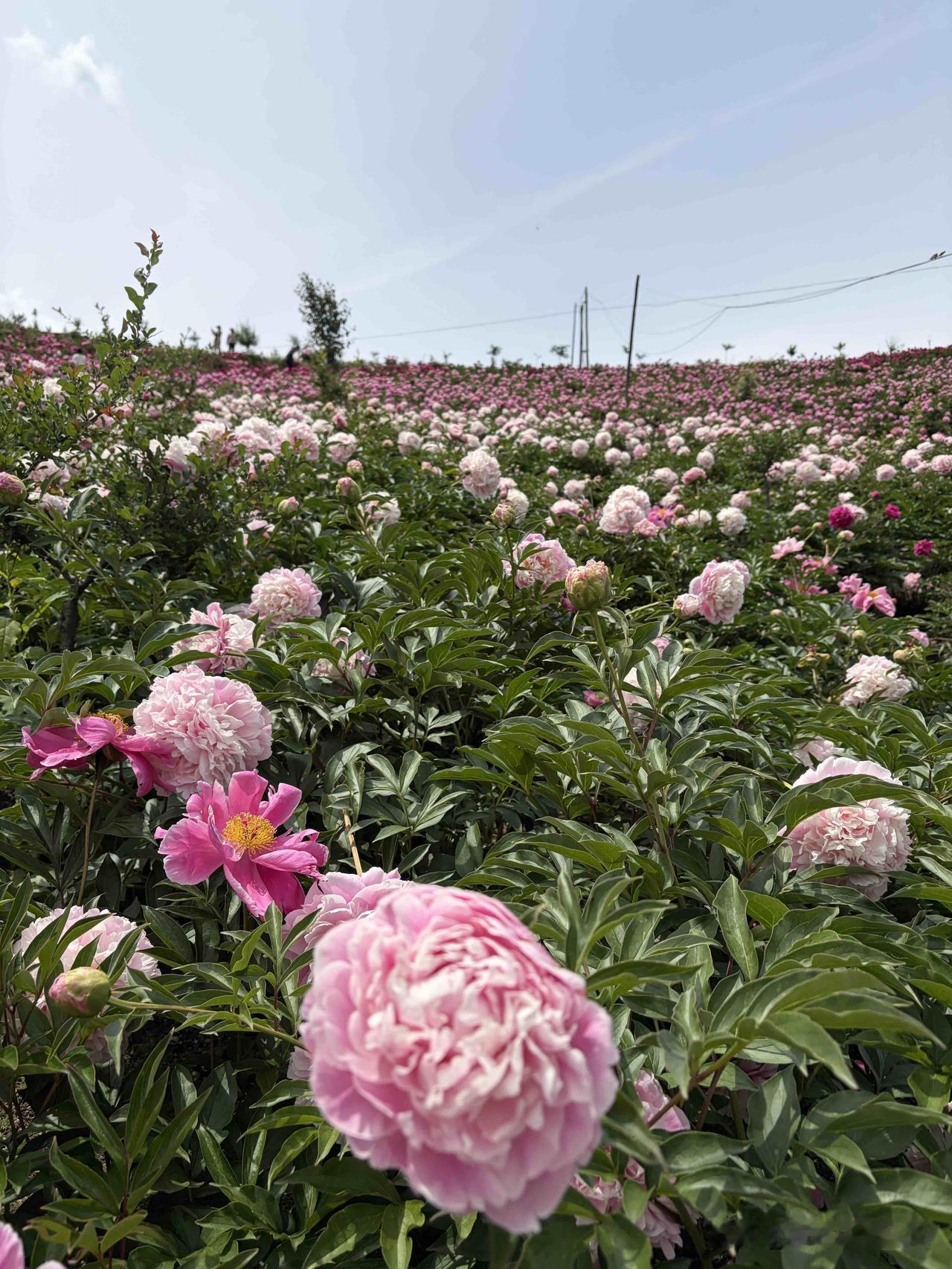 《芍药》
都言牡丹美倾城
我道芍药不输卿
迟伴国色虽生晚
幽香一片亦动人
芍药花
