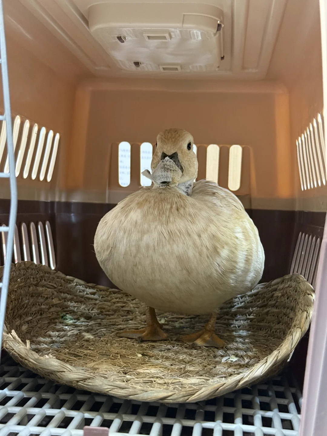 下颌骨折的柯尔鸭