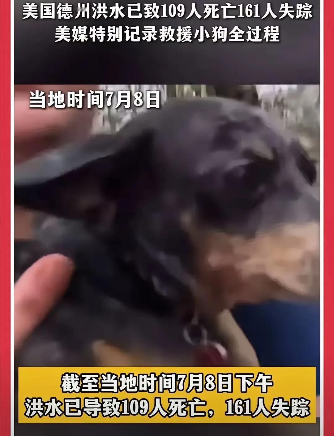美国德州发洪水，消防员救了一条狗，还把狗抱在怀里，专门有摄影师拍了近距离的特写。
