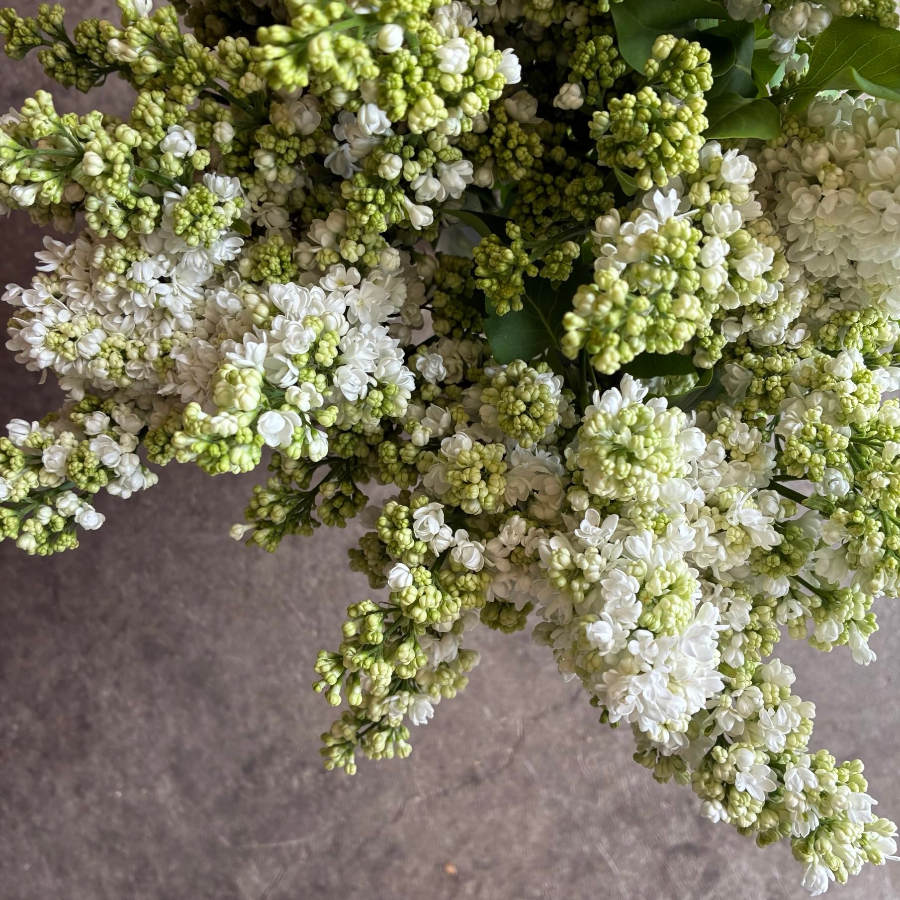 今井つる女“華やかな過去を語らずリラの花”（你有华丽的过去却不说呢，丁香花。） 